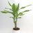 Dragon tree plant-thumbnail