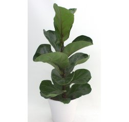 Fiddle-leaf fig (55 cm)-thumbnail