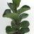 Fiddle-leaf fig (55 cm)-thumbnail