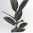 A rubber tree plant-thumbnail