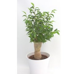 Ficus tree plant-thumbnail