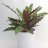 Calathea-thumbnail