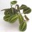 Prayer plant-thumbnail