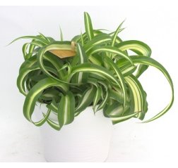 Spider plant Chlorophytum com. ocean p 10.5-thumbnail