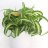 Spider plant Chlorophytum com. ocean p 10.5-thumbnail