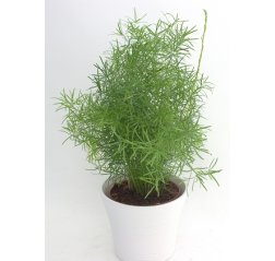 Asparagus Fern-thumbnail