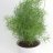 Asparagus Fern-thumbnail