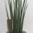 Cylindrical Snake Plant (30 cm)-thumbnail