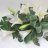 Funeral bouquet of white lilies-thumbnail