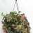 Wandering Jew-thumbnail