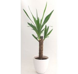 Yucca-palmu n. 45cm-thumbnail