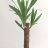 Yucca-palmu n. 45cm-thumbnail