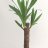 Yucca palm-thumbnail