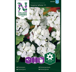 Pelargonium 'Inspire White F1'-thumbnail