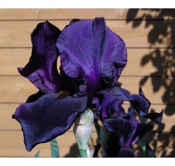 Saksankurjenmiekka - Iris germanica ‘Black Knight’-thumbnail