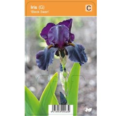 Saksankurjenmiekka - Iris germanica 'Black Swan'-thumbnail