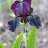 Saksankurjenmiekka - Iris germanica 'Black Swan'-thumbnail