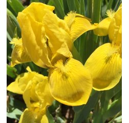 Kääpiökurjenmiekka - Iris pumila ‘Brassie’-thumbnail
