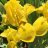 Kääpiökurjenmiekka - Iris pumila ‘Brassie’-thumbnail