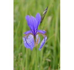 Iris sibirica ‘Blue King’-thumbnail