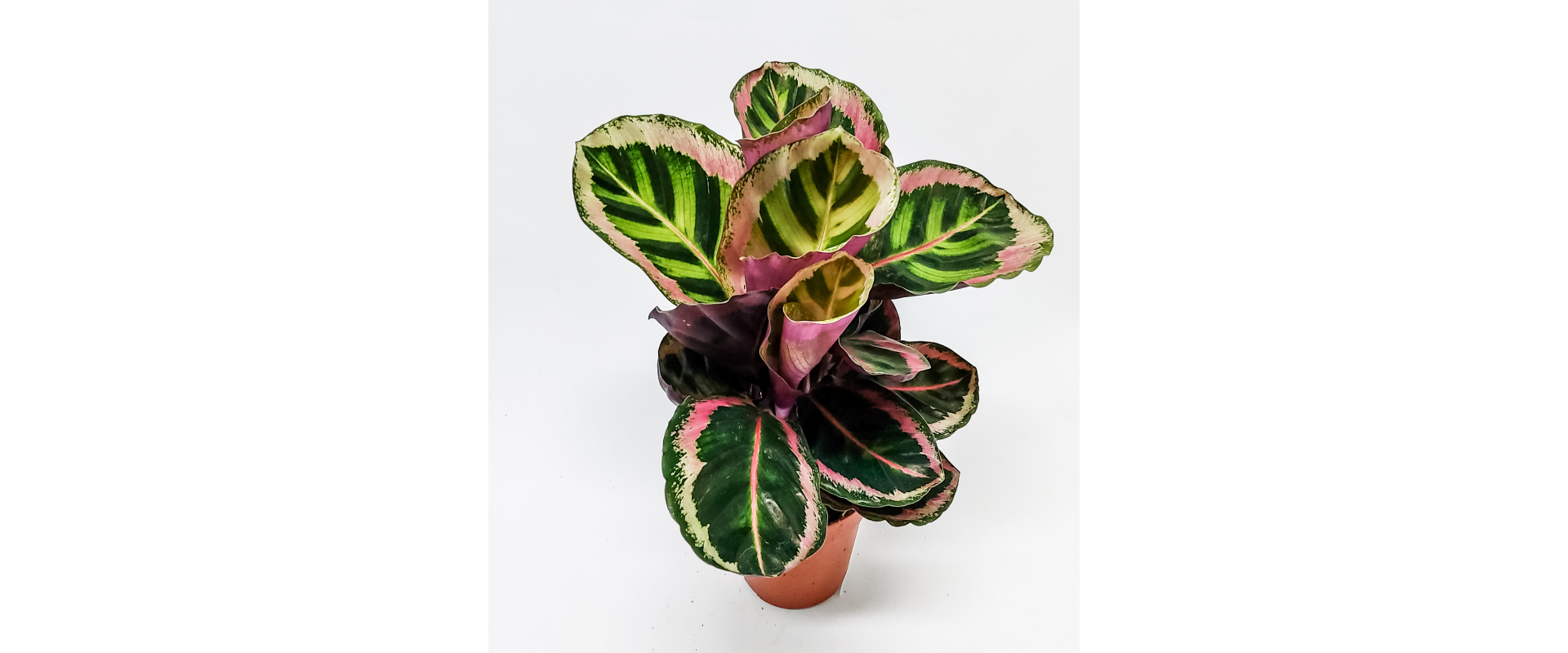 T_PRODUCT_IMAGE