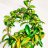 Isoposliinikukka (Hoya carnosa) kaariköynnös pienempi-thumbnail