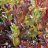 Isotuomipihlaja (Amelanchier spicata) 3 L-thumbnail