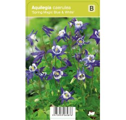 Japaninakileija - Aquilegia caerulea 'Spring Magic F1 Blue & White'-thumbnail