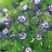 Japaninakileija - Aquilegia caerulea 'Spring Magic F1 Blue & White'-thumbnail