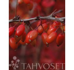 Japaninhappomarja (Berberis thunbergii)-thumbnail