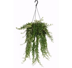 Japhrolepsis Aeschynanthus hanging basket (50 cm)-thumbnail