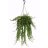 Japhrolepsis Aeschynanthus hanging basket (50 cm)-thumbnail