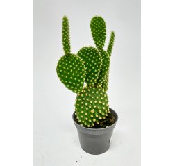 Bunny ears (Opuntia microdasys) p 6-thumbnail