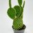 Bunny ears (Opuntia microdasys) p 6-thumbnail