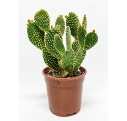 Bunny ears (Opuntia microdasys) p 20-thumbnail