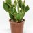 Bunny ears (Opuntia microdasys) p 20-thumbnail