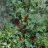 Jonkheer van Tets Punaherukka (Ribes rubrum 'Jonkheer van Tets') 3 L-thumbnail
