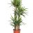Yucca palm 3 body-thumbnail