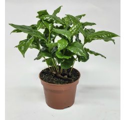 Coffee arabica plant (Coffea arabica) 25 cm-thumbnail