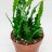 Epiphyllum anguliger p 12-thumbnail