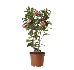 Kamelia (Camellia japonica)-thumbnail