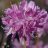 Violetta Kanadanatsalea (Rhododendron canadense 'Violetta') 4 L-thumbnail