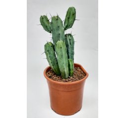 Kanarian kaktus (Cactus canarias) p 24-thumbnail