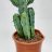 Cactus canarias p 24-thumbnail