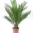 Cycadales (Cycas revoluta) p 16-thumbnail