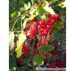Katri Punaherukka FinE (Ribes rubrum 'Katri') 3 L-thumbnail