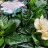 Keikarinkukka (Gardenia jasminoides) p 12-thumbnail