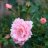 Kekkilä Rose fertiliser 800g-thumbnail