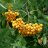 Pihlaja (Keltamarjapihlaja) Sorbus aucuparia ’Xanthocarpa’ -thumbnail
