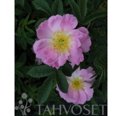 Kerisalo Tarhapimpinellaruusu FinE (Rosa Pimpinellifolia-ryhmä 'Kerisalo') 3 L-thumbnail